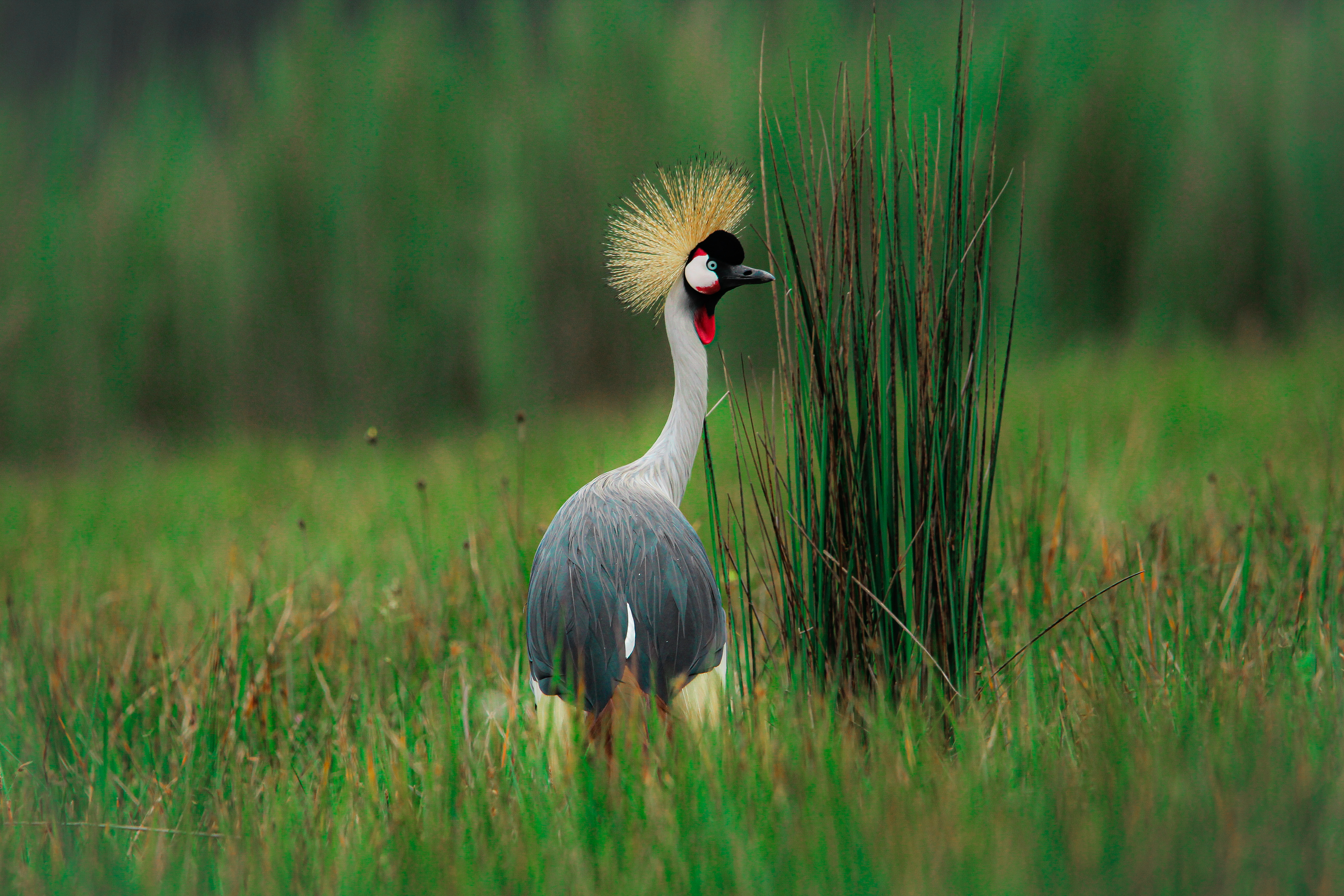 Gashora Waders Conservation Project 